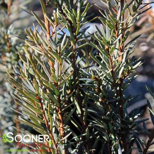 38 units available! Pre-Order Qty: 0