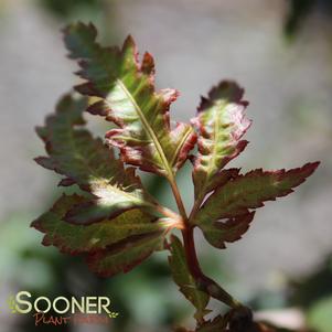 7 units available! Pre-Order Qty: 0