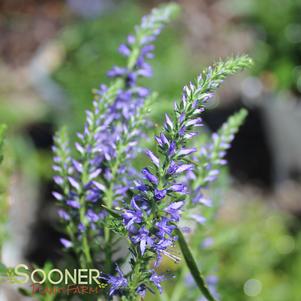 6 units available! Pre-Order Qty: 0