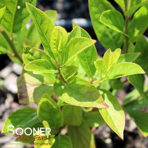 16 units available! Pre-Order Qty: 0