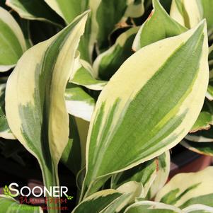 2 units available! Pre-Order Qty: 0