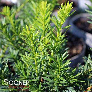 1 units available! Pre-Order Qty: 24