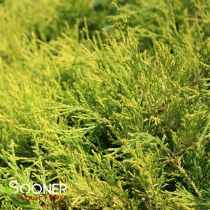 14 units available! Pre-Order Qty: 0