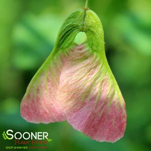 2 units available! Pre-Order Qty: 0