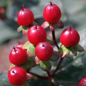 2 units available! Pre-Order Qty: 0