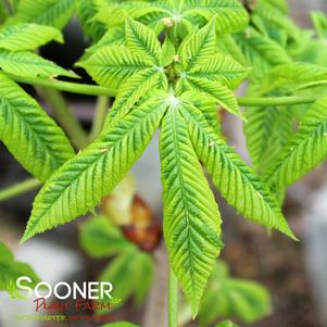 1 units available! Pre-Order Qty: 0