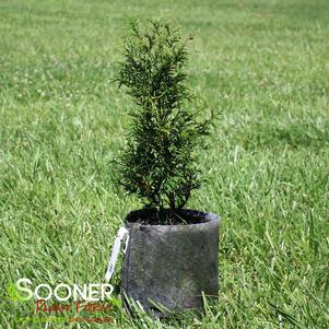 7 units available! Pre-Order Qty: 0