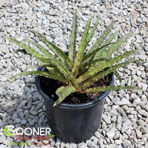 17 units available! Pre-Order Qty: 0