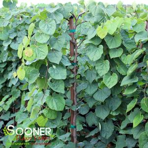 10 units available! Pre-Order Qty: 0