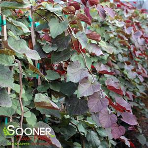 6 units available! Pre-Order Qty: 0