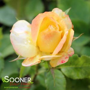 3 units available! Pre-Order Qty: 0