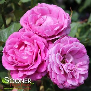 2 units available! Pre-Order Qty: 0