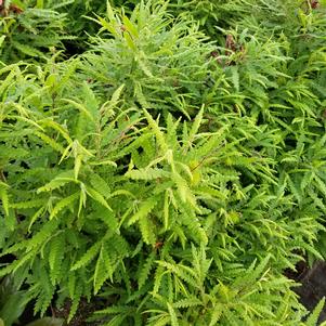 9 units available! Pre-Order Qty: 0