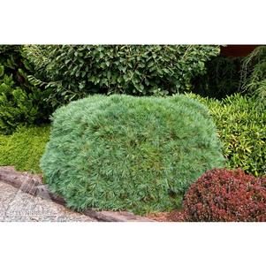 1 units available! Pre-Order Qty: 0