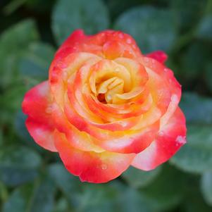 14 units available! Pre-Order Qty: 0