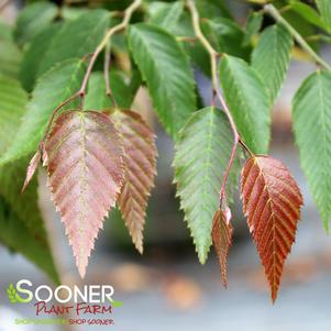 1 units available! Pre-Order Qty: 0