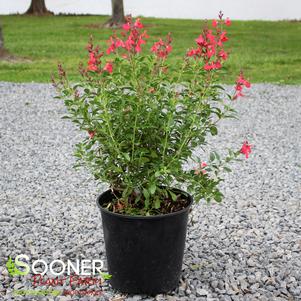 1 units available! Pre-Order Qty: 0