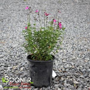 3 units available! Pre-Order Qty: 0