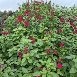 4 units available! Pre-Order Qty: 0