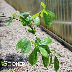 6 units available! Pre-Order Qty: 0