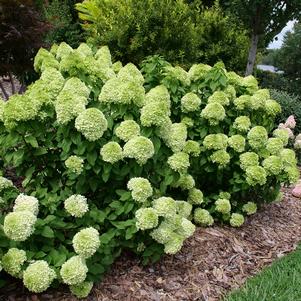 3 units available! Pre-Order Qty: 0