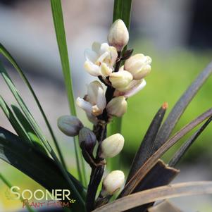 3 units available! Pre-Order Qty: 0