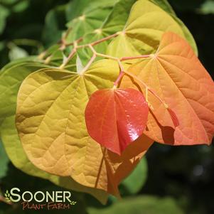 0 units available! Pre-Order Qty: 30