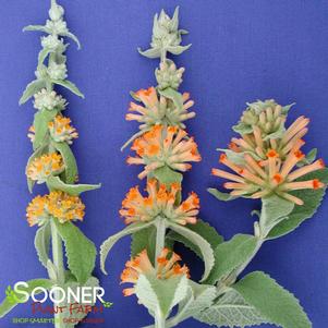 14 units available! Pre-Order Qty: 0