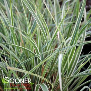 1282 units available! Pre-Order Qty: 0