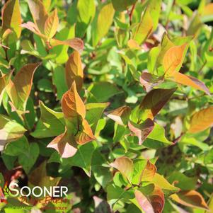 0 units available! Pre-Order Qty: 728