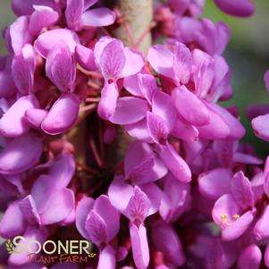 257 units available! Pre-Order Qty: 0