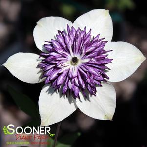 16 units available! Pre-Order Qty: 0