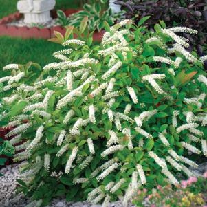 17 units available! Pre-Order Qty: 0