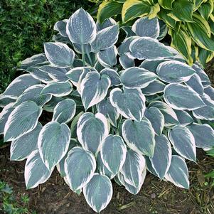 453 units available! Pre-Order Qty: 0