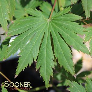 0 units available! Pre-Order Qty: 7