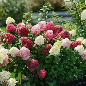 9 units available! Pre-Order Qty: 0