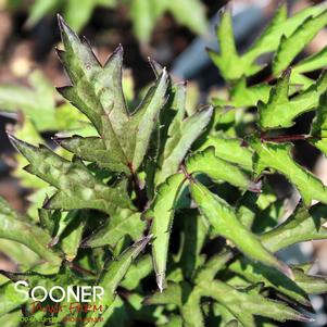 13 units available! Pre-Order Qty: 0