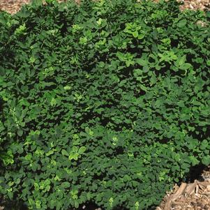 3 units available! Pre-Order Qty: 0