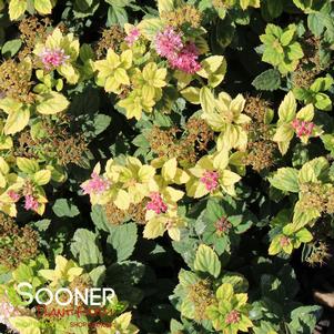 320 units available! Pre-Order Qty: 0