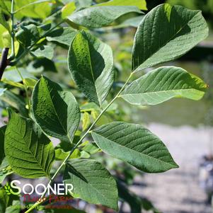 2 units available! Pre-Order Qty: 0