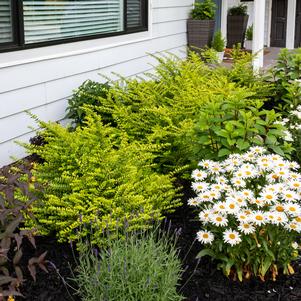 419 units available! Pre-Order Qty: 0