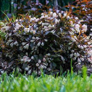 0 units available! Pre-Order Qty: 135