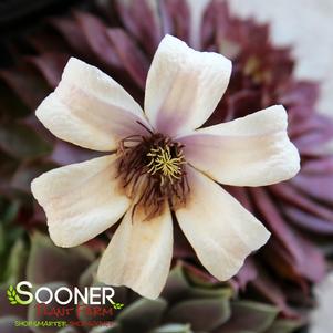 0 units available! Pre-Order Qty: 16