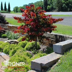 18 units available! Pre-Order Qty: 7