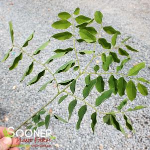 2 units available! Pre-Order Qty: 1