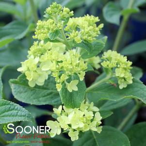 327 units available! Pre-Order Qty: 0