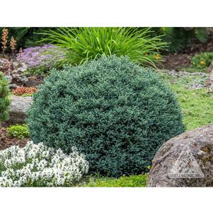 2 units available! Pre-Order Qty: 0