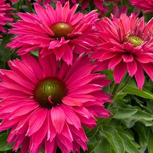 0 units available! Pre-Order Qty: 20