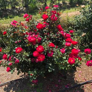 58 units available! Pre-Order Qty: 0