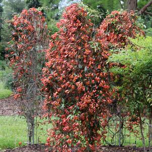 14 units available! Pre-Order Qty: 0